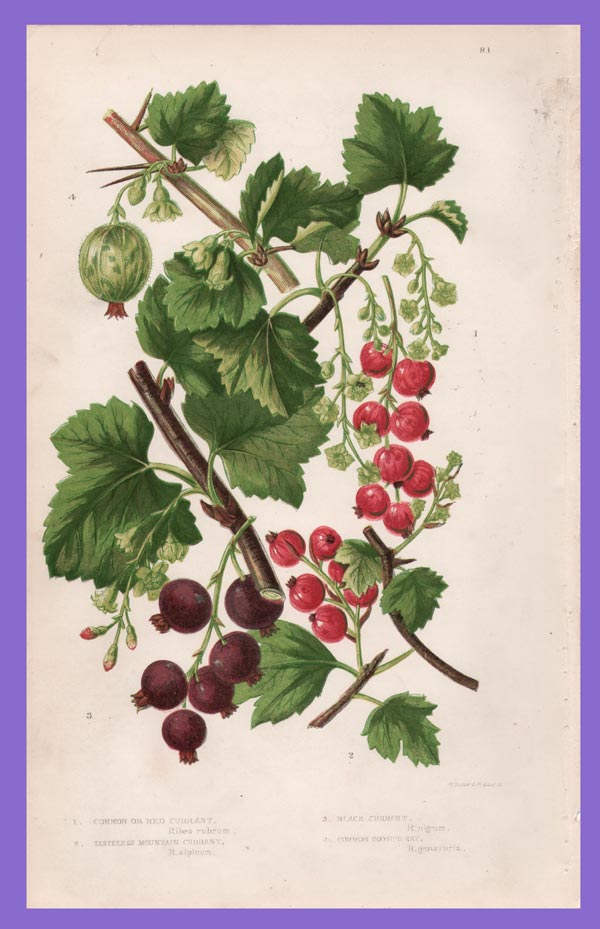 stampa antica ribes pratt