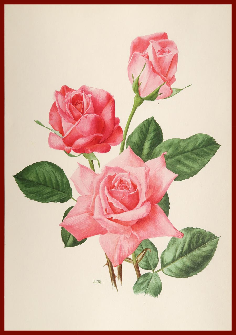 stampa antica rosa mondial pink