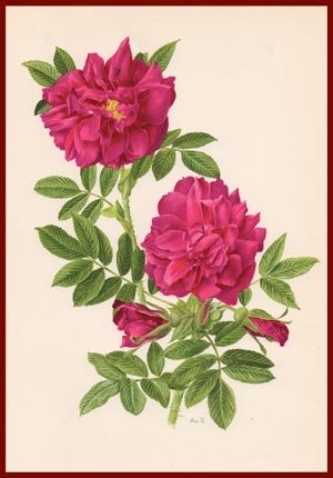 stampa rosa roseraie hay