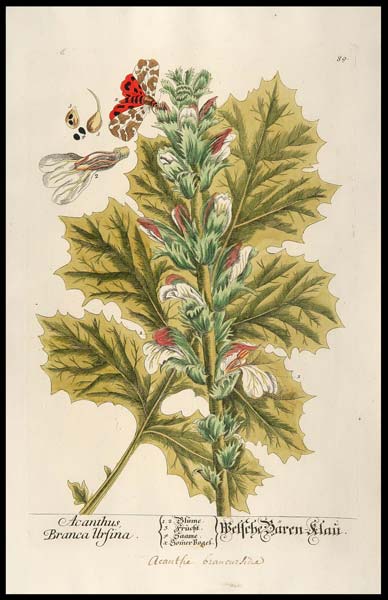 stampa antica acanthus branca ursina blackwell