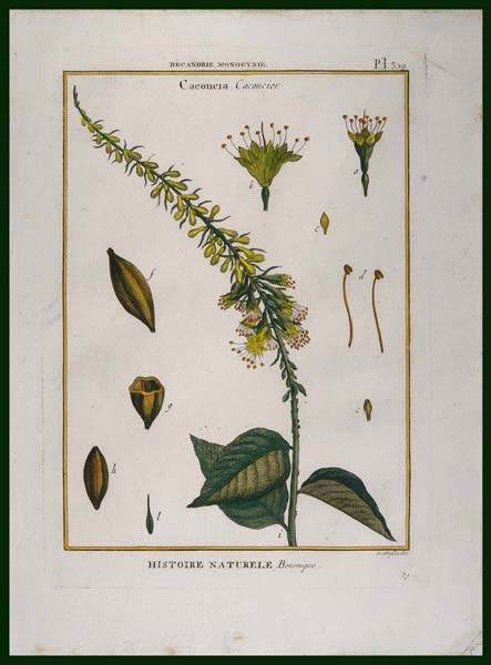 stampa antica cacoucia lamarck