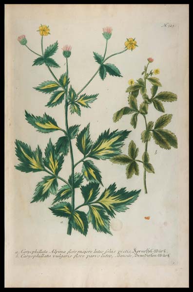 stampa antica caryophillata weinmann