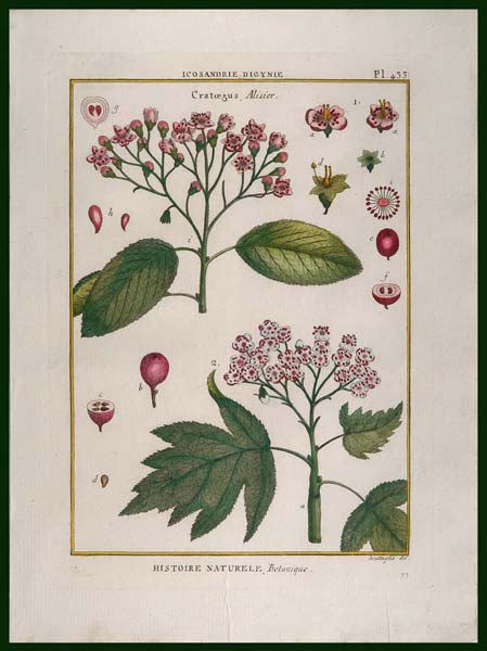 stampa antica cratoegus lamarck
