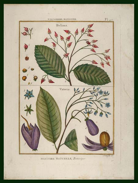 stampa antica delima lamarck