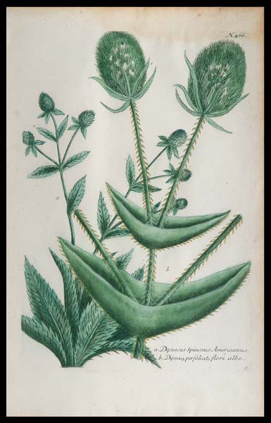 stampa antica dipsacus weinmann