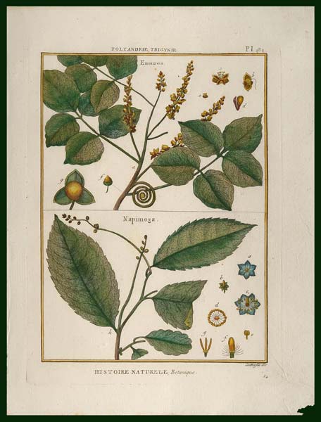 stampa antica enourea lamarck