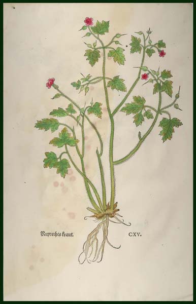 stampa antica geranio fuchs