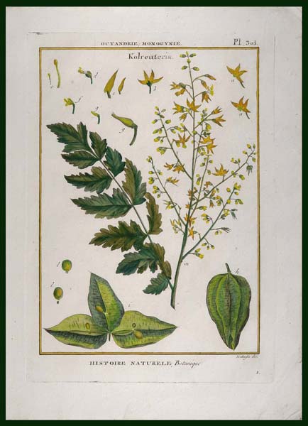 stampa antica kolreuteria lamarck
