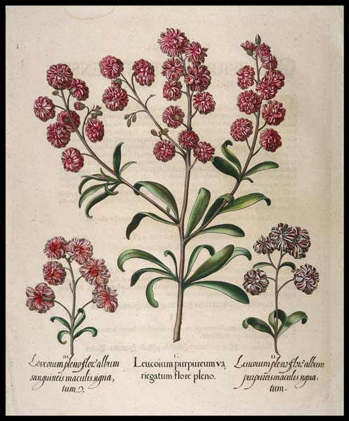 stampa antica leucoium besler