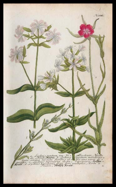 stampa antica lychnis weinmann