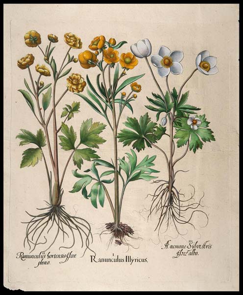 stampa antica ranunculus besler