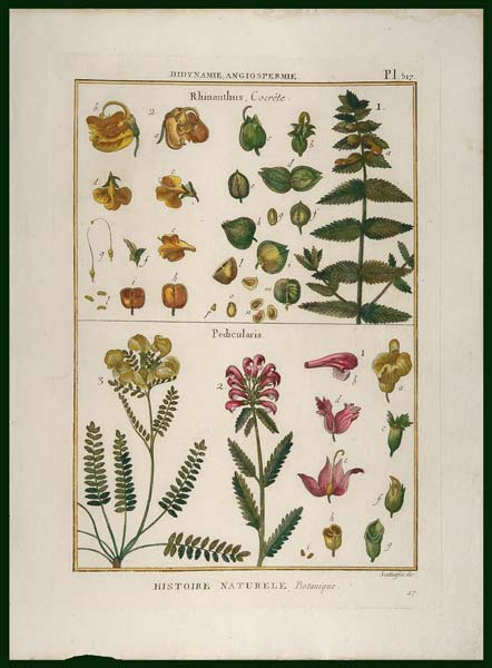 stampa antica rhinnthus lamarck