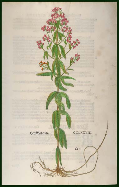 stampa antica salicaria fuchs