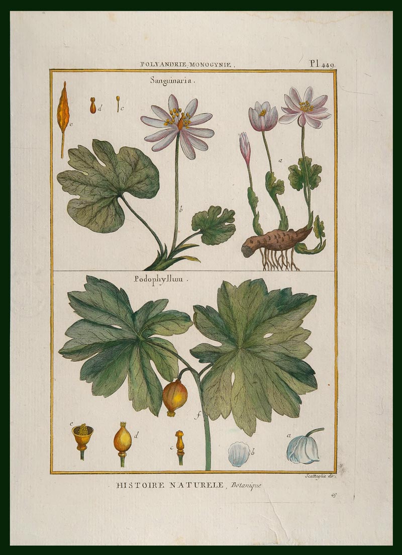 stampa antica sanguinaria scattaglia