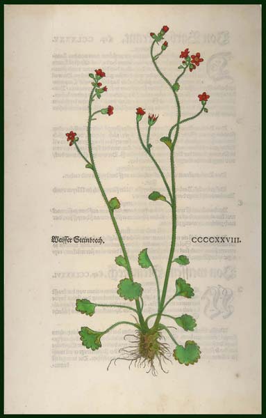 stampa antica sassifraga fuchs
