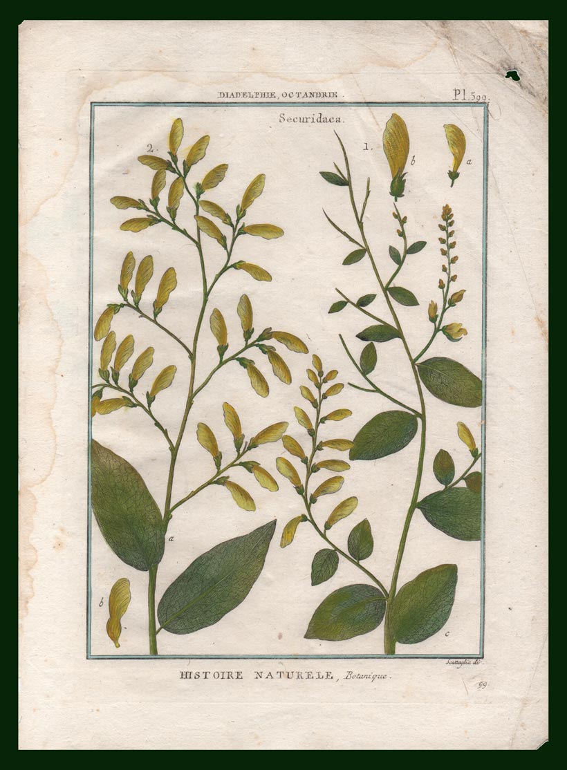 stampa antica securidaca lamarck