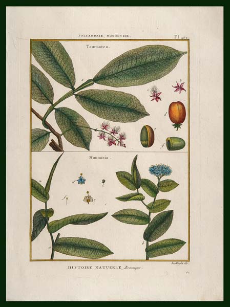 stampa antica tournatea scattaglia