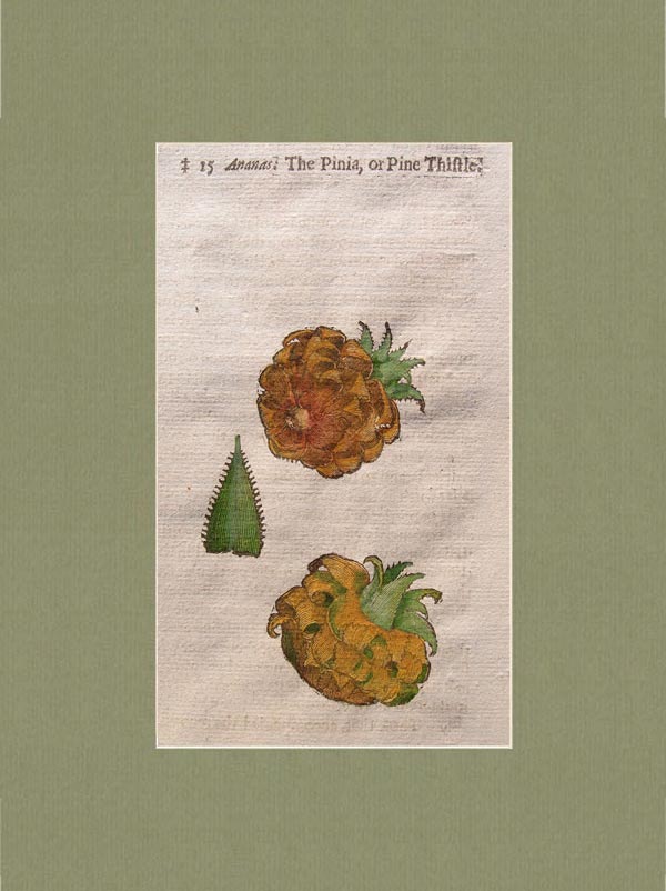 stampa antica ananas gerard