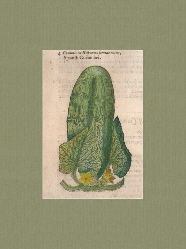 stampa antica cetriolo gerard