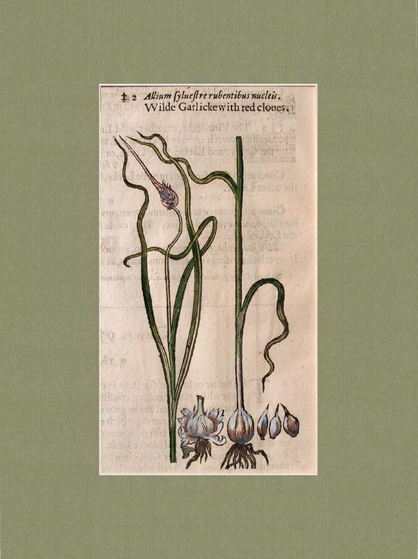 stampa antica frutta gerard