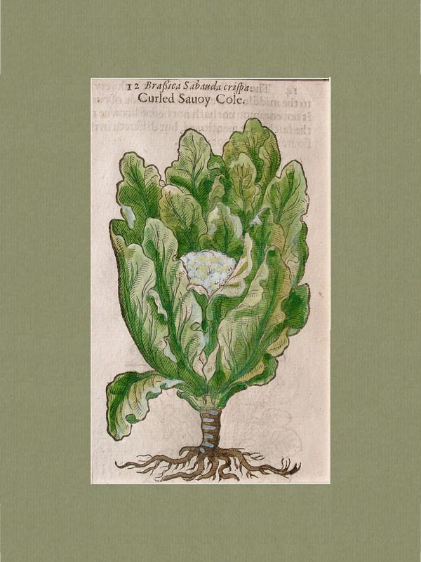 stampa antica cavolo verza gerard