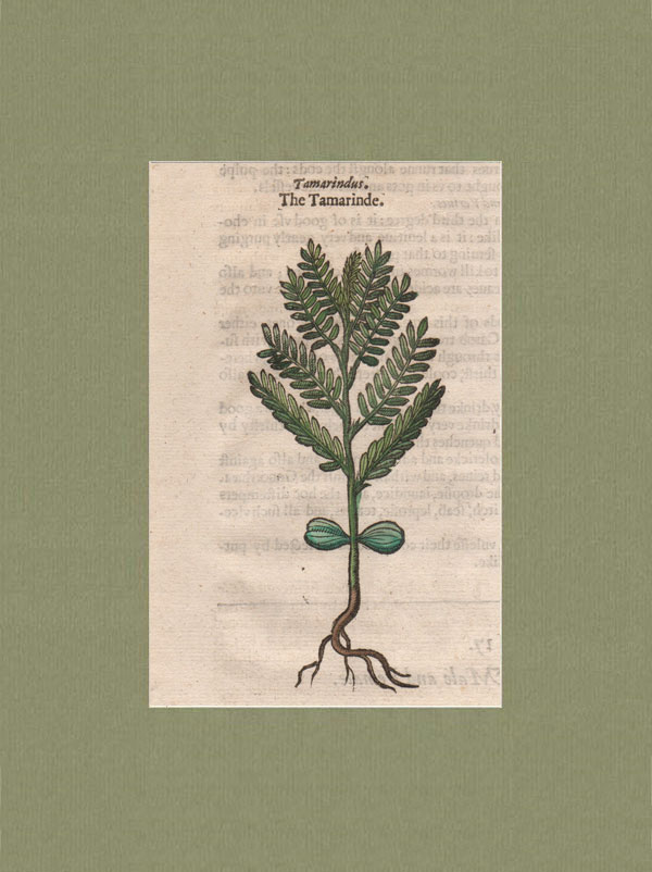stampa antica tamarindo gerard