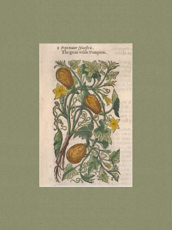 stampa antica zucche gerard