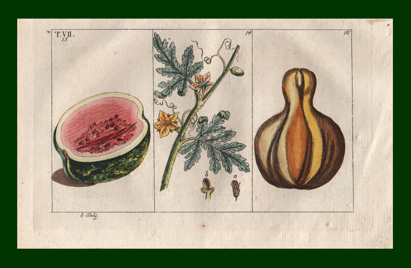 stampa antica anguria gottlieb