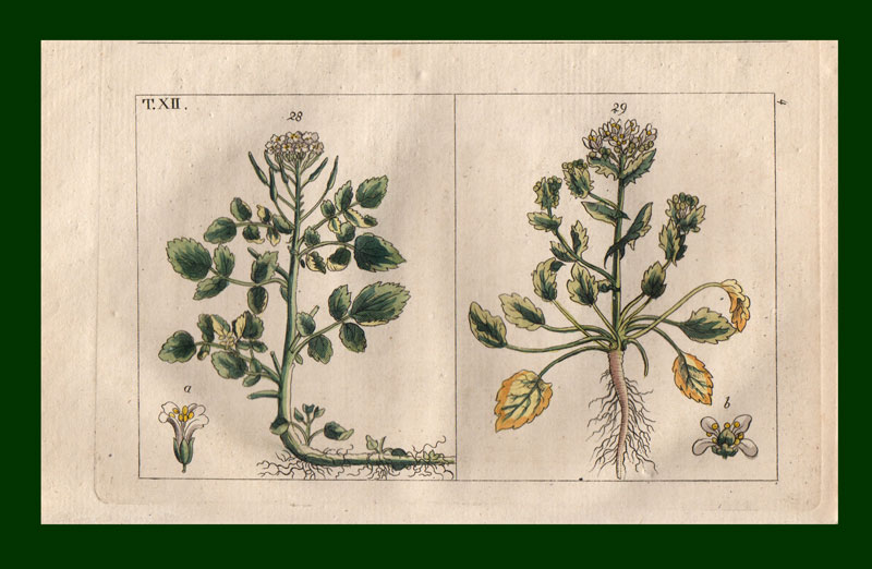 stampa antica crescione gottlieb