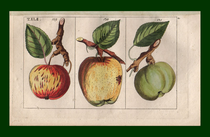 stampa antica frutta gottlieb