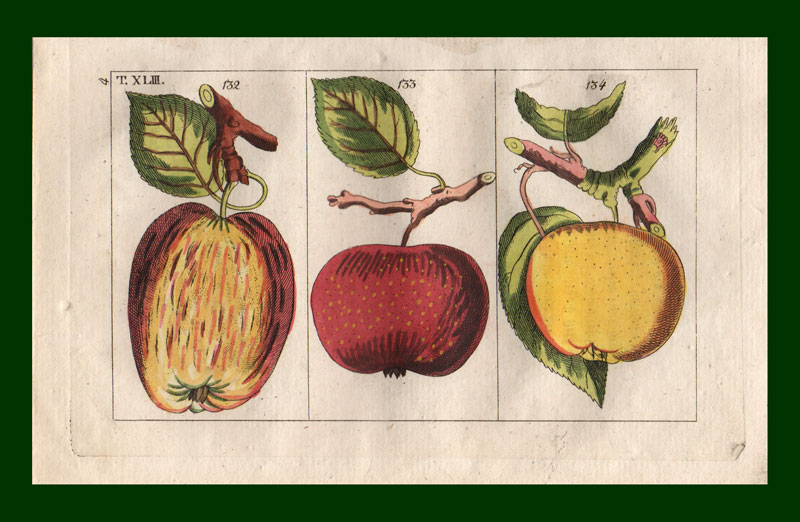 stampa antica frutta