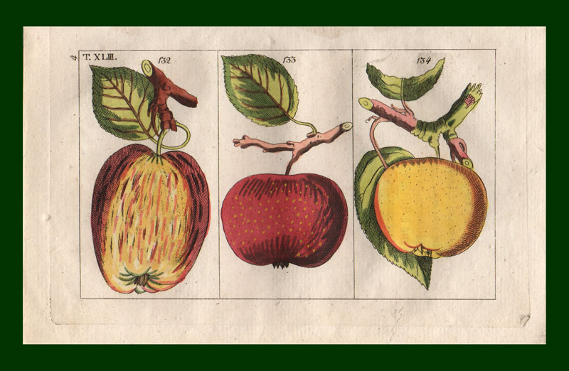 stampa antica frutta gottlieb
