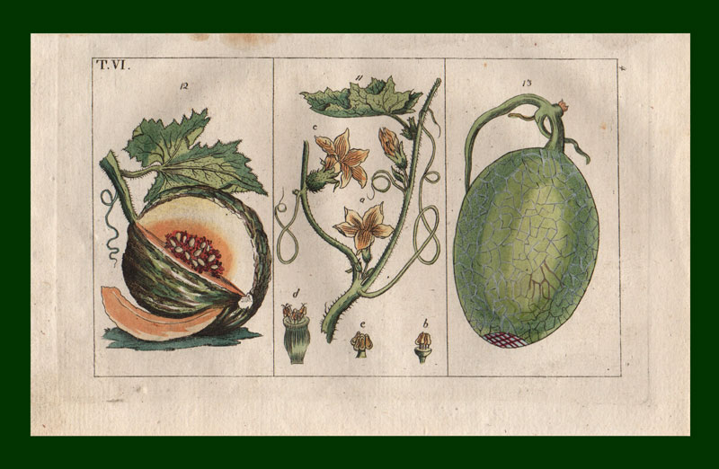 stampa antica melini gottlieb