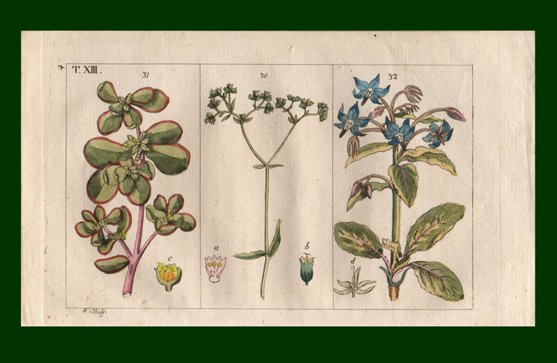stampa antica piante orto gottlieb