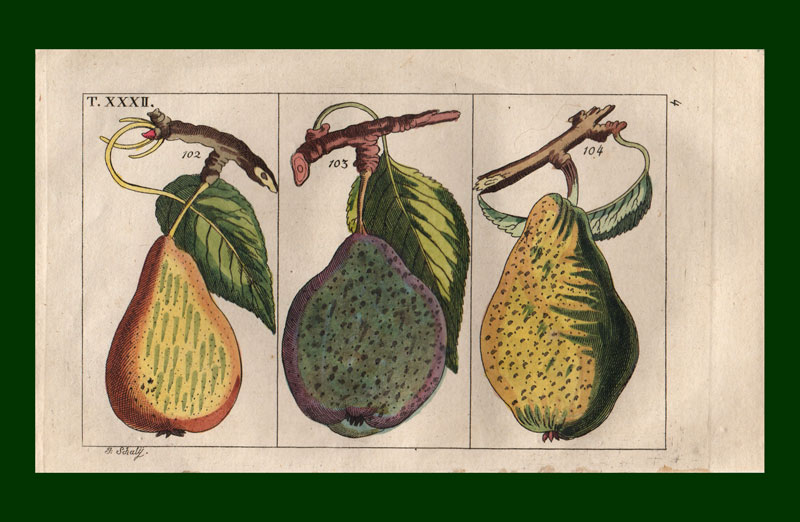 stampa antica pere gottlieb