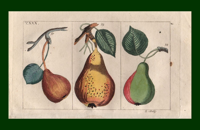 stampa antica pere piccole