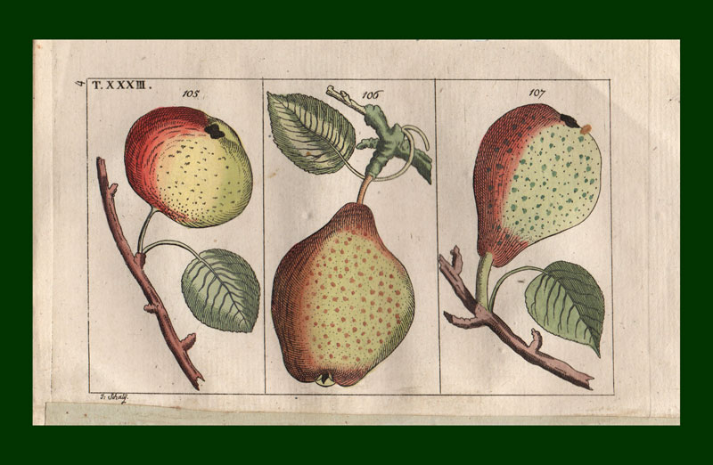 stampa antica frutta pere
