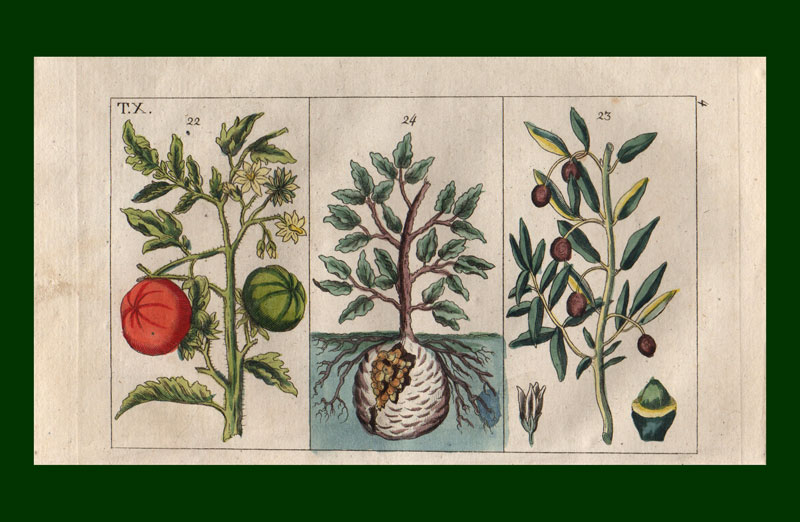stampa antica pomodoro gottlieb