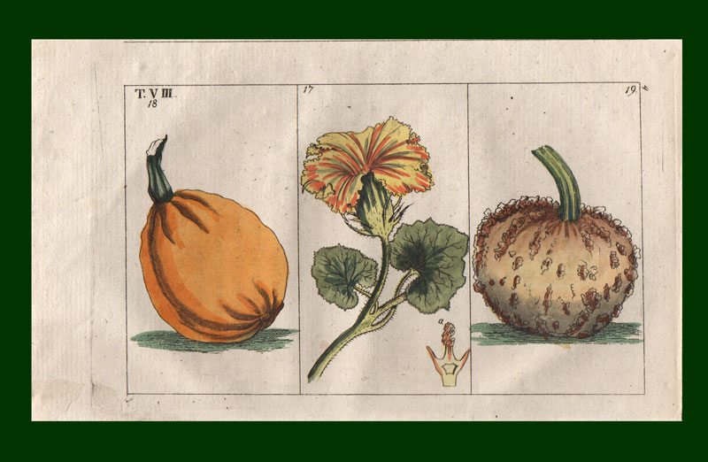 stampa antica zucca gottlieb