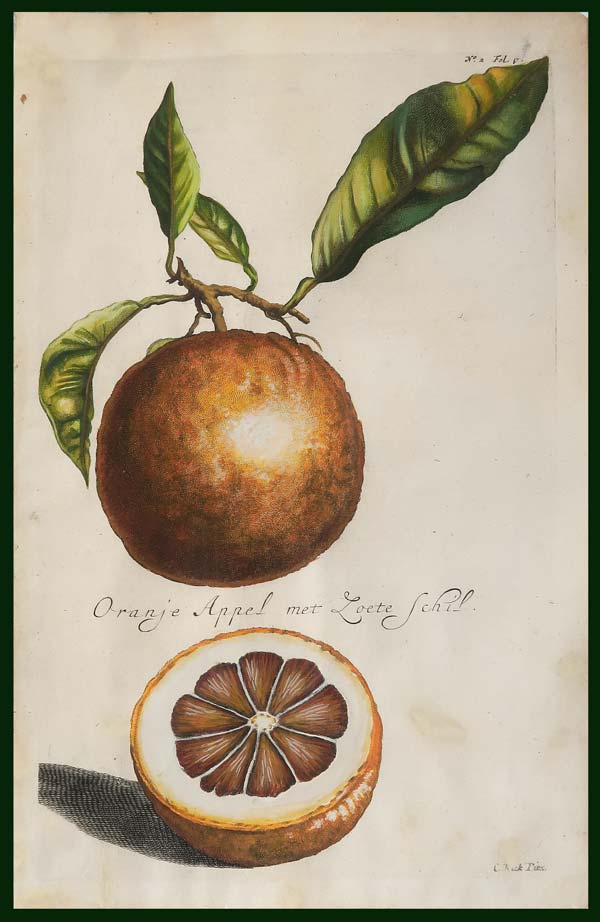 stampa antica arancia buccia dolce