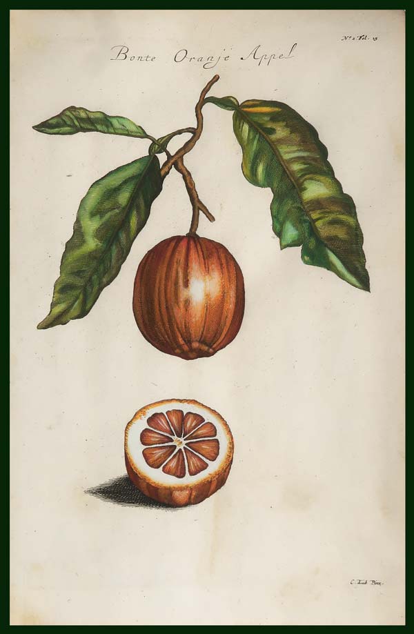 stampa antica arancio amaro striato