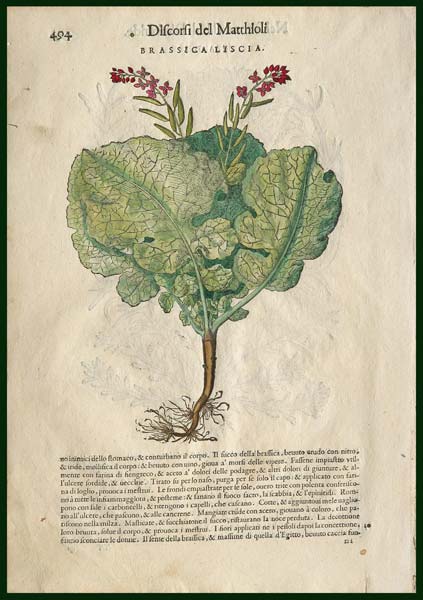 stampa antica brassica mattioli