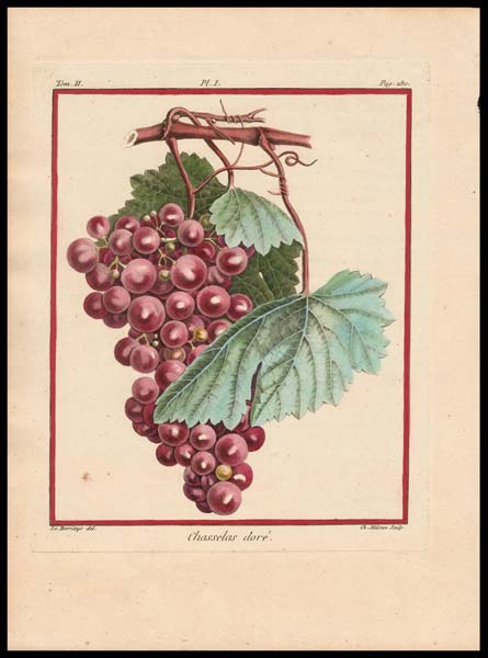 stampa antica chasselas doré duhamel du monceau