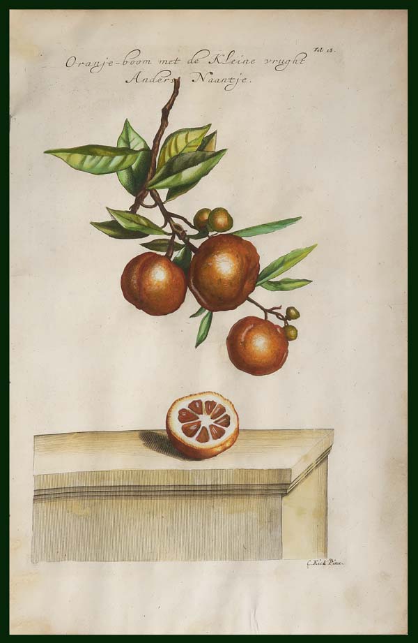 stampa antica chinotto