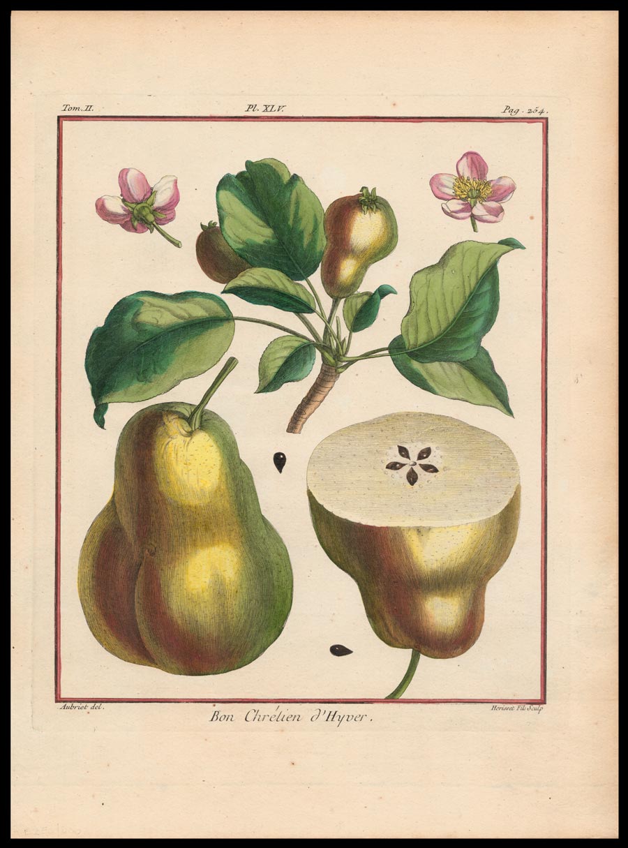 stampa antica chrélien hyver duhamel du monceau