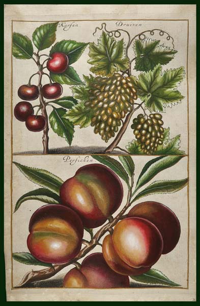 stampa antica frutta cause