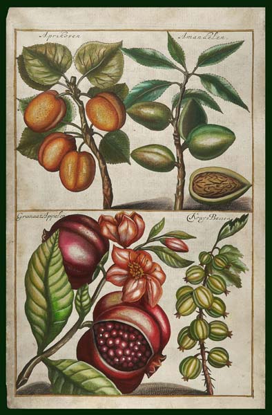 stampa antica frutta cause