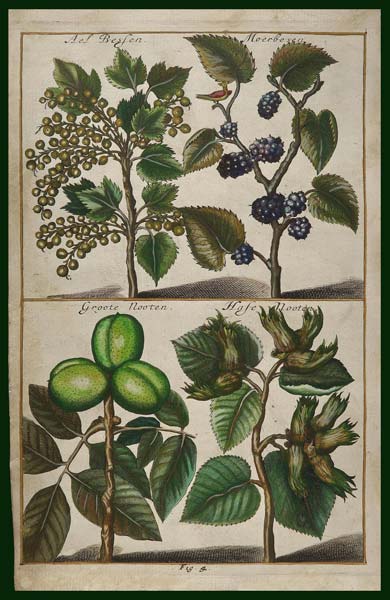stampa antica frutta cause