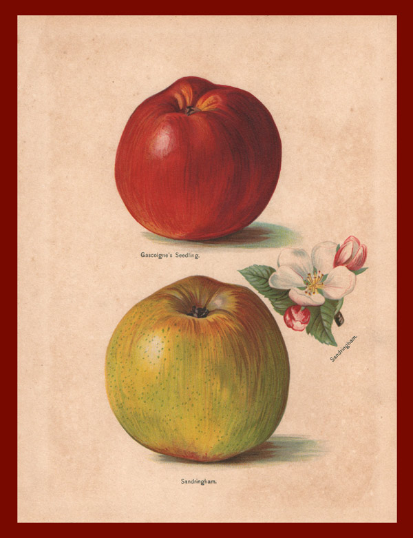 stampa antica mela wright