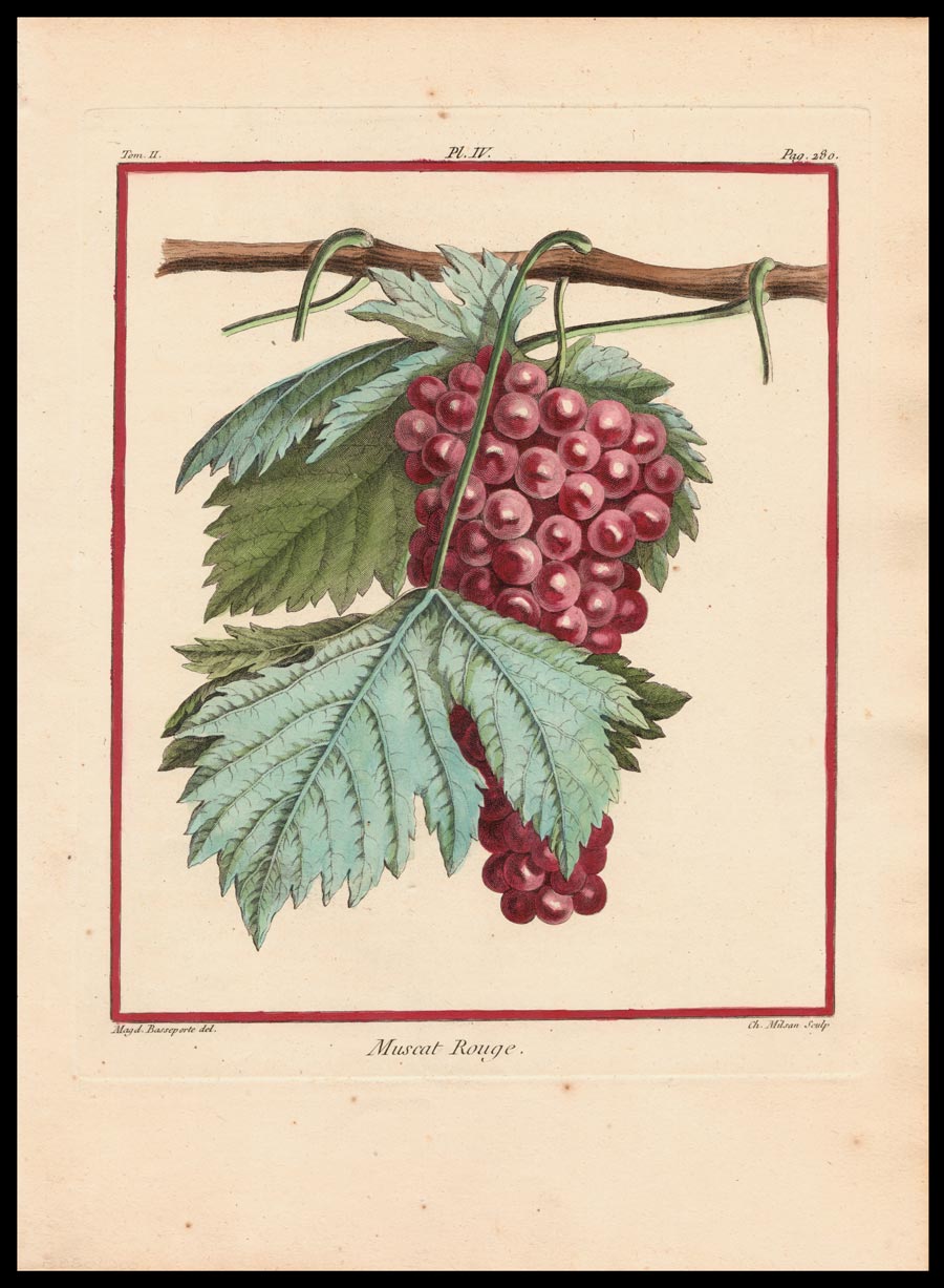 stampa antica muscat rouge duhamel du monceau